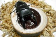 Alimentacion del escarabajo